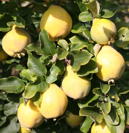 vranja birs